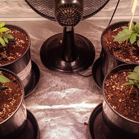 Mack&Crack growlog photo: 40000 lux 800 ppi