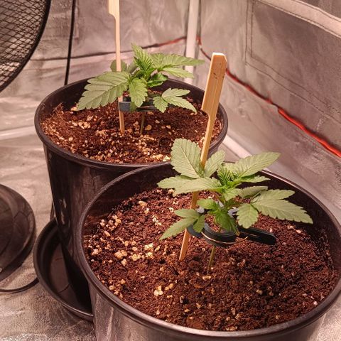 Mack&Crack growlog photo: 40000 lux 800 ppi