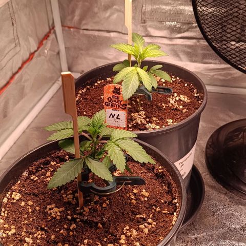 Mack&Crack growlog photo: 40000 lux 800 ppi