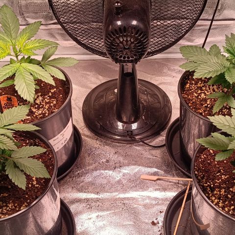 Mack&Crack growlog timeline photo
