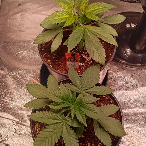 Mack&Crack growlog timeline photo