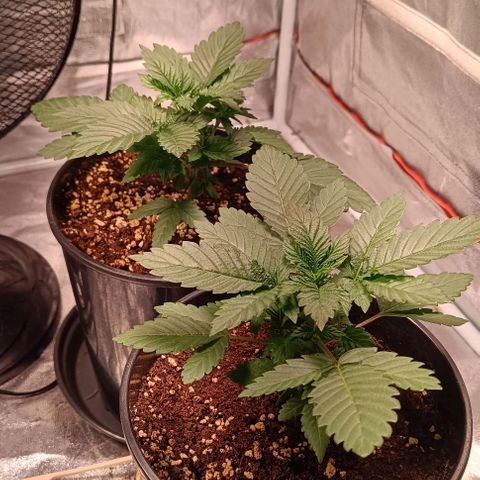 Mack&Crack growlog timeline photo
