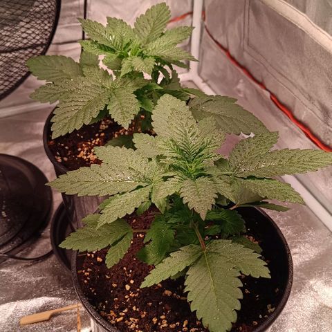 Mack&Crack growlog timeline photo