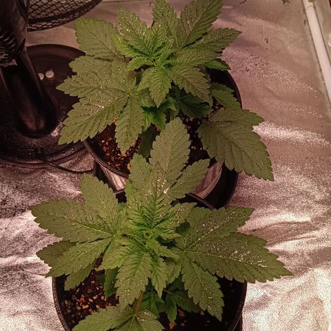 Mack&Crack growlog timeline photo