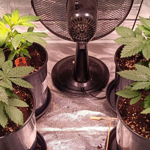 Mack&Crack growlog timeline photo