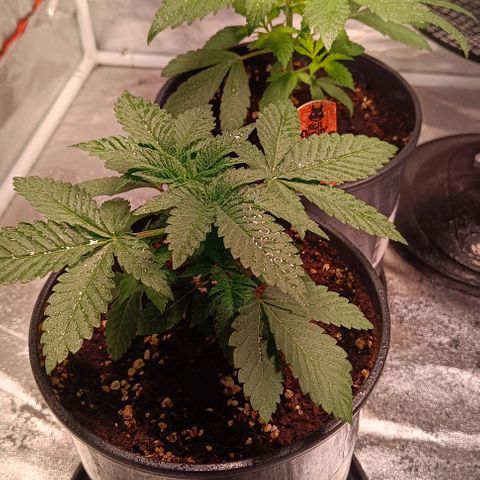 Mack&Crack growlog timeline photo