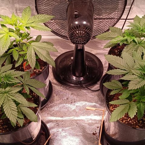 Mack&Crack growlog timeline photo