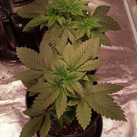 Mack&Crack growlog timeline photo