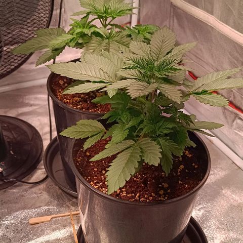 Mack&Crack growlog timeline photo