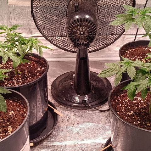 Mack&Crack growlog timeline photo