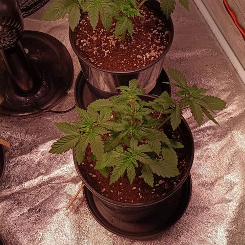 Mack&Crack growlog timeline photo