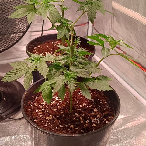 Mack&Crack growlog timeline photo
