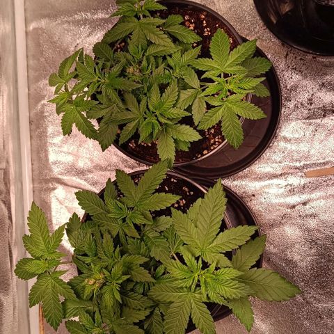 Mack&Crack growlog photo: Lampe+5cm