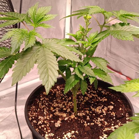 Mack&Crack growlog photo: Lampe+5cm