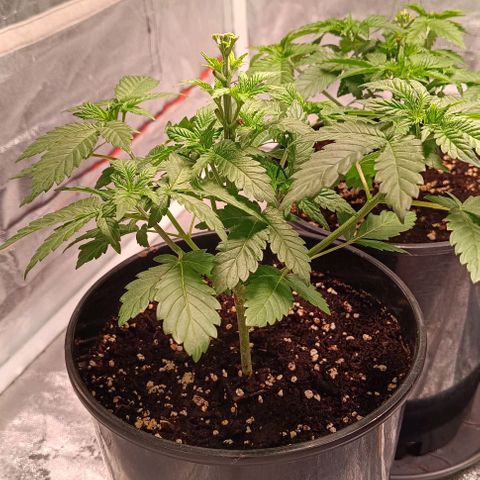 Mack&Crack growlog photo: Lampe+5cm