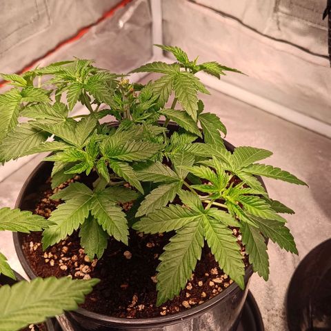 Mack&Crack growlog photo: Lampe+5cm