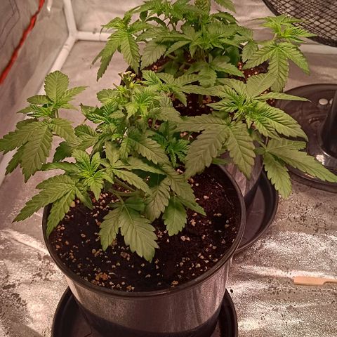 Mack&Crack growlog photo: Lampe+5cm