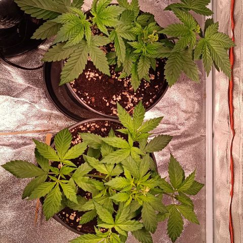 Mack&Crack growlog photo: Lampe+5cm