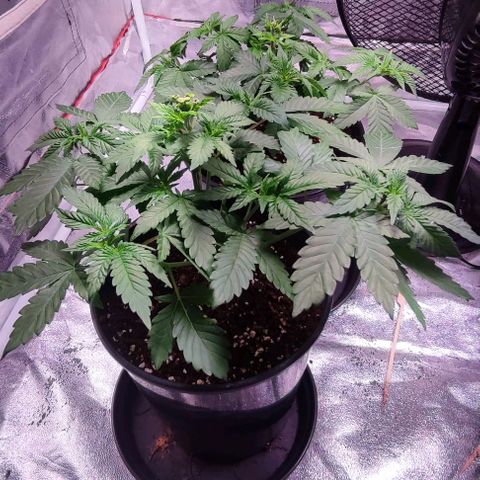 Mack&Crack growlog timeline photo