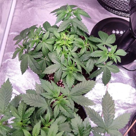 Mack&Crack growlog timeline photo