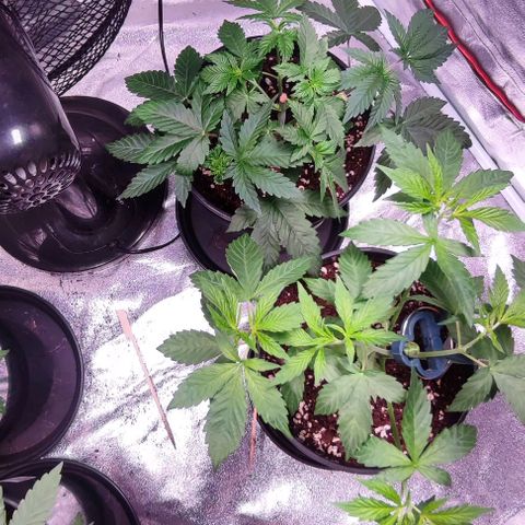 Mack&Crack growlog timeline photo