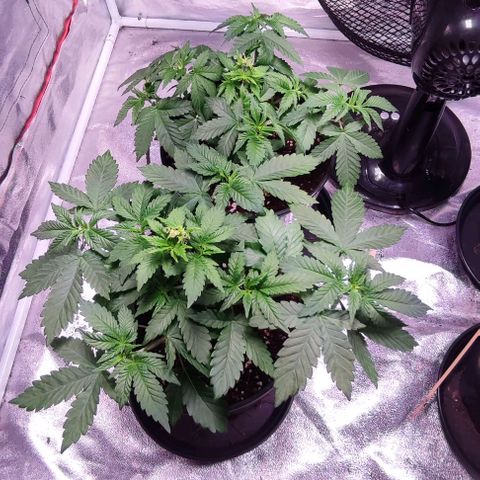 Mack&Crack growlog timeline photo