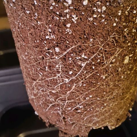 Mack&Crack growlog timeline photo