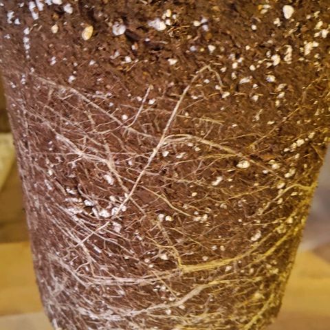 Mack&Crack growlog timeline photo