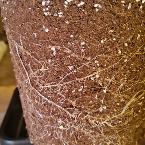 Mack&Crack growlog timeline photo