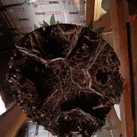 Mack&Crack growlog timeline photo