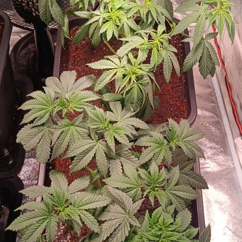 Mack&Crack growlog timeline photo