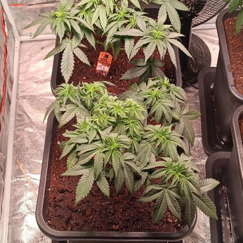 Mack&Crack growlog timeline photo