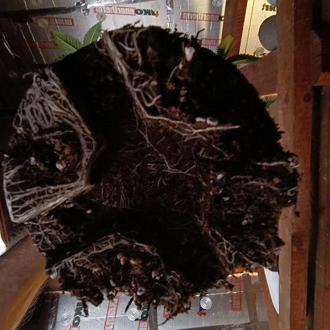 Mack&Crack growlog timeline photo