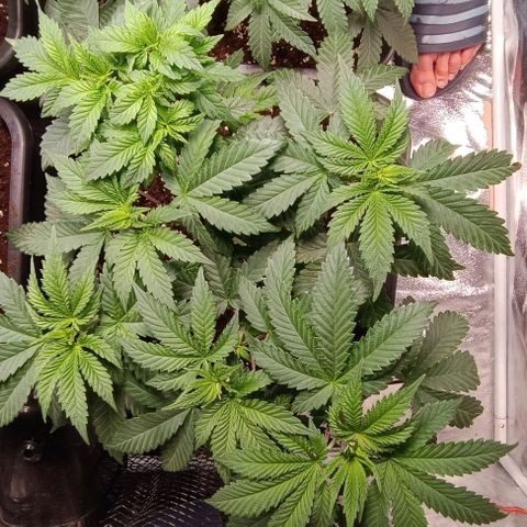 Mack&Crack growlog timeline photo