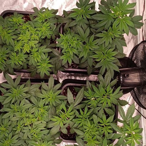 Mack&Crack growlog timeline photo