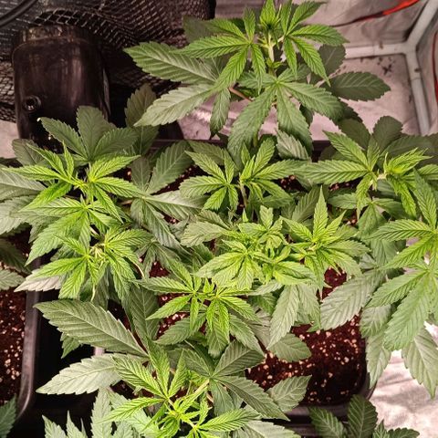 Mack&Crack growlog timeline photo