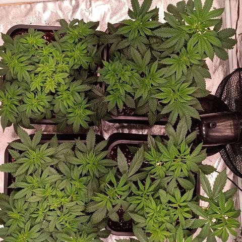 Mack&Crack growlog timeline photo