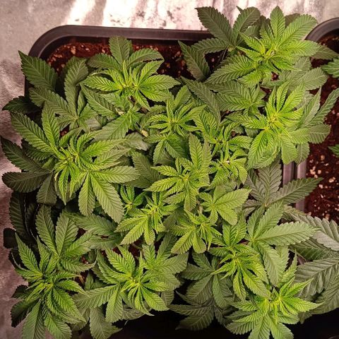Mack&Crack growlog timeline photo