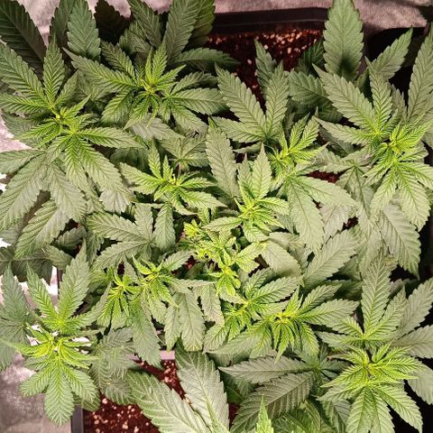 Mack&Crack growlog timeline photo