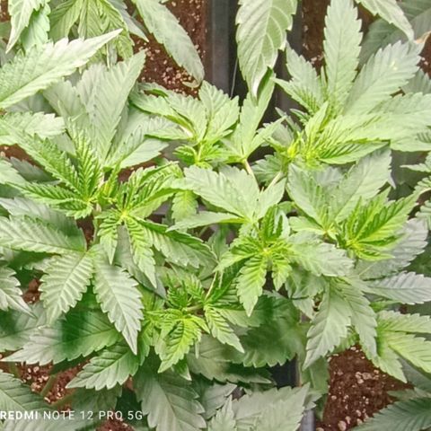 Mack&Crack growlog timeline photo