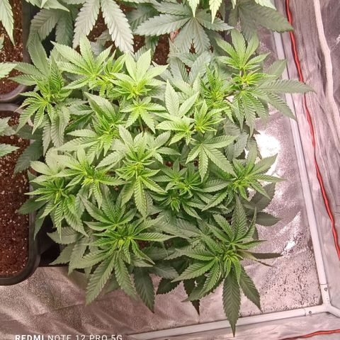 Mack&Crack growlog timeline photo