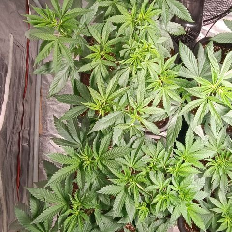 Mack&Crack growlog timeline photo