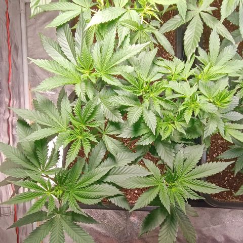 Mack&Crack growlog timeline photo