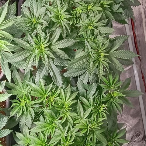 Mack&Crack growlog timeline photo