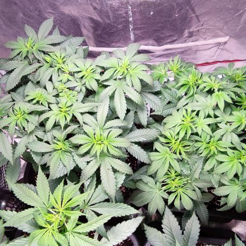Mack&Crack growlog timeline photo
