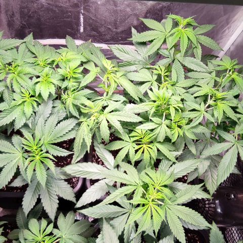 Mack&Crack growlog timeline photo