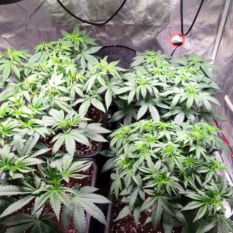 Mack&Crack growlog timeline photo