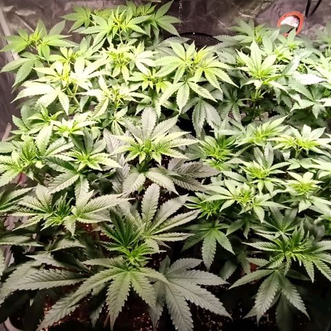 Mack&Crack growlog timeline photo