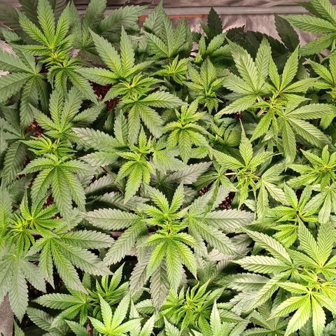 Mack&Crack growlog timeline photo