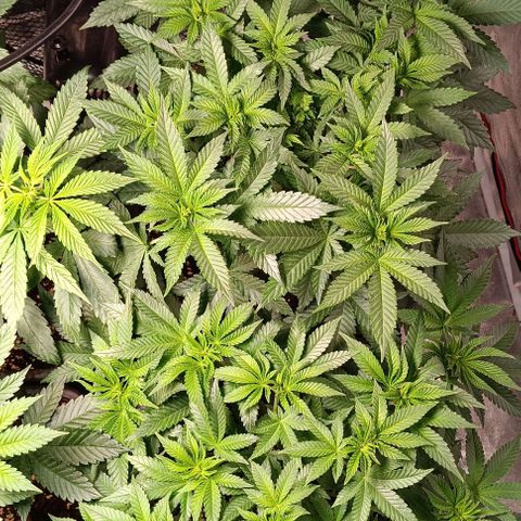 Mack&Crack growlog timeline photo